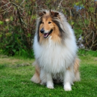 Picture of lassie