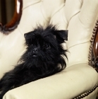 Picture of late arrival at furstin, affenpinscher on chair, 