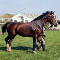 Picture of Latvian horse walking at Moscow Exhibition