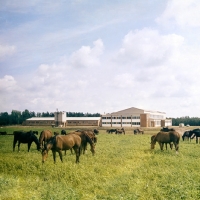 Picture of Latvian horses in field