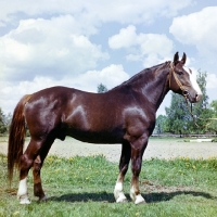 Picture of Latvian horse