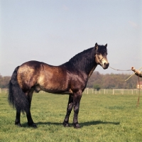 Picture of Laurel, Connemara stallion full body 