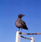 Picture of lava gull perching on rope fence, punta espinosa, galapagos islands