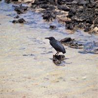 Picture of lava heron standing on lava rock, punta espinosa, fernandina island, galapagos islands