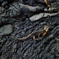 Picture of lava lizard after catching a grasshopper on lava, james island, galapagos islands