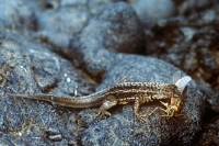 Picture of lava lizard after catching a grasshopper on lava, james island, galapagos islands