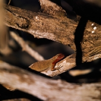 Picture of lava lizard on a branch at hood island, galapagos islands