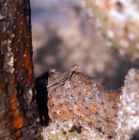 Picture of lava lizard on cactus on south plazas island, galapagos islands