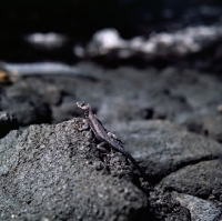 Picture of lava lizard on fernandina island, galapagos islands