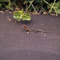 Picture of lava lizard on jervis island,, galapagos islands