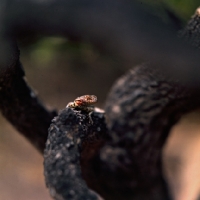 Picture of lava lizard on jervis island, galapagos islands