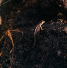 Picture of lava lizard on south plaza island, galapagos