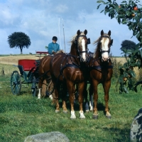 Picture of leaders Hjelm, Tito Bregneb, wheelers Martini, Rex Naesdal, Frederiksborg stalions, four in hand 