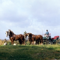 Picture of leaders Hjelm, Tito Bregneb, wheelers Martini, Rex Naesdal, Frederiksborg stallions, four in hand harnessed  to carriage in Denmark