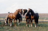 Picture of left to right, Hjelm, Martini, Rex Bregneb, Tito Naesdal Frederiksborg stallions in field disputing