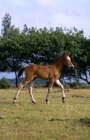 Picture of leggy new forest foal walking by in the new forest