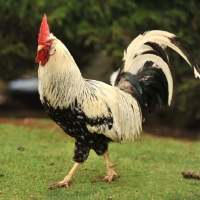 Picture of leghorn chicken