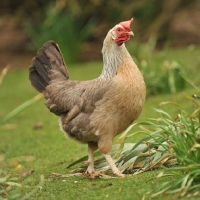 Picture of Leghorn chicken