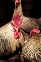 Picture of Leghorn cockerel and chicken