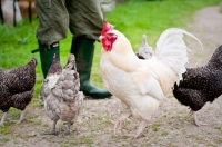 Picture of Leghorn cockerel and various hens in front of farmer