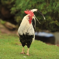 Picture of leghorn cockerel on grass