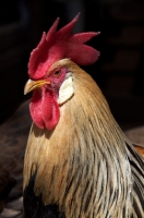 Picture of Leghorn cockerel