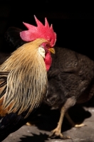 Picture of Leghorn cockerel