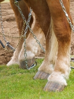 Picture of Legs and Chains