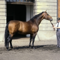 Picture of Lehnsherr side view of Hanoverian stallion during annual stallion assessment at Celle