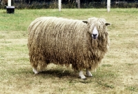 Picture of leicester longwool ram,