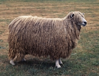 Picture of leicester longwool ram