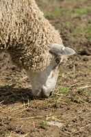 Picture of Leicester Longwool sheep grazing