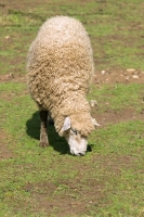 Picture of Leicester Longwool sheep grazing in summer