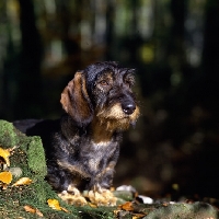 Picture of leighbridge just a jest, wire haired dachshund dreaming away