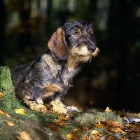 Picture of leighbridge just a jest, wire haired dachshund in the woods