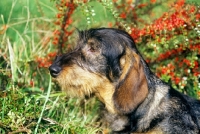 Picture of leighbridge just a jest, wirehaired dachshund in colourful scene