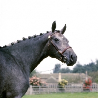 Picture of lemington happy ending, riding pony head study