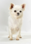 Picture of Lemon & White Parti Colour Chihuahua standing in studio