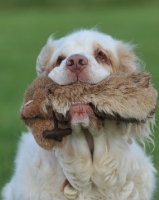 Picture of lemon and white colour clumber, training with fur covered dummy