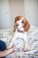 Picture of lemon beagle doing "shake" trick