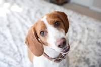 Picture of lemon beagle smiling into camera with head cocked