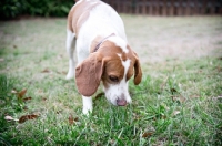 Picture of lemon beagle sniffing in grass