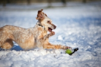 Picture of Lemon Belton English Setter playing with a toy in the snow
