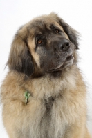 Picture of Leonberger, Australian Champion on white background