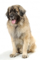 Picture of Leonberger, Australian Champion, sitting down