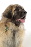 Picture of Leonberger, Australian Champion, head study