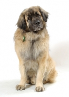 Picture of Leonberger, Australian Champion