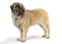 Picture of Leonberger, Australian Champion