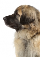 Picture of Leonberger, Australian Champion, profile