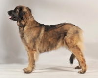 Picture of Leonberger dog standing in studio
